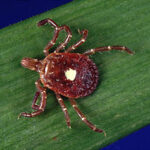 lone-star-tick-may-cause-meat-allergy