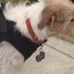 Glassmans Service Dog Was Denied Restaurant Service