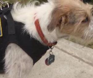 Glassmans Service Dog Was Denied Restaurant Service