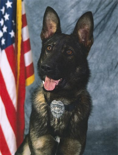 Police Dog Heatstroke